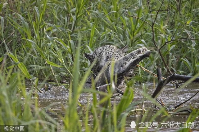 美洲豹,凯门鳄,森蚺,动物,食物链