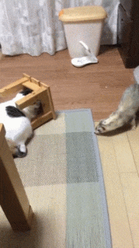 搞笑gif:兄弟,吃鸡没少玩吧,不然还真没有这个水平