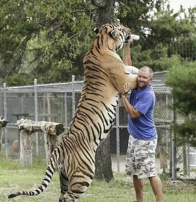 世界上最强壮的男性可以徒手打赢老虎吗?