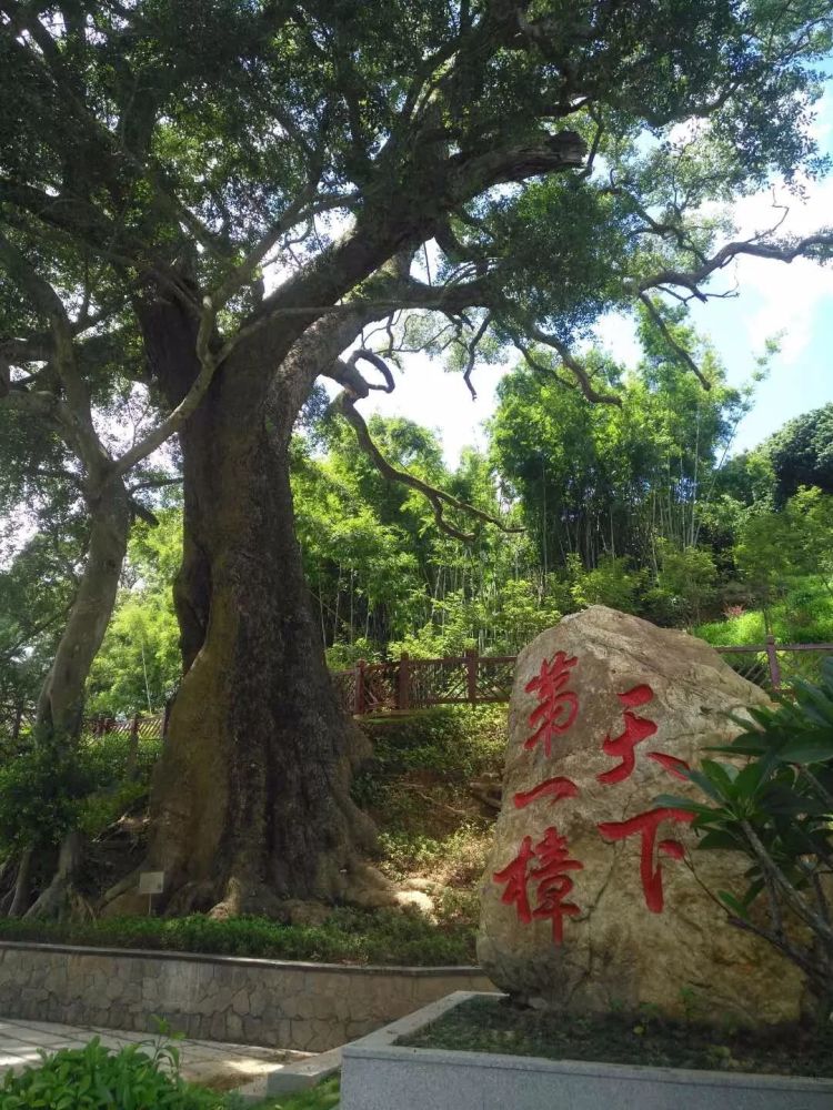 桂圩镇 龙岗村 天下第一樟树