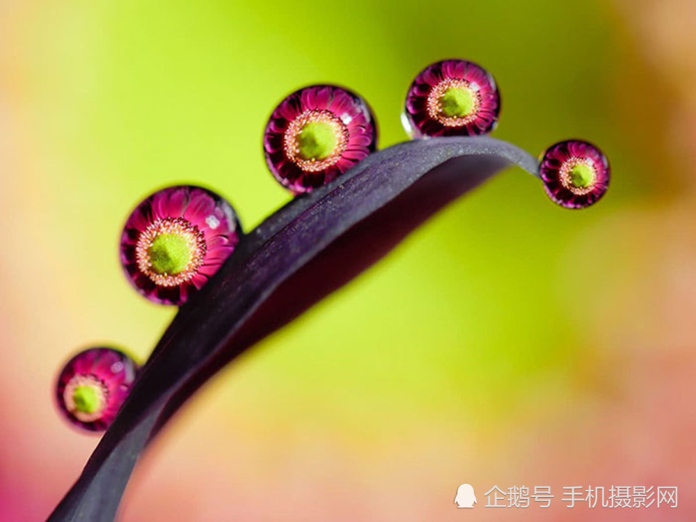 图为花瓣上的露珠,在微距镜头下就像是一颗颗即将滚落的水珠.