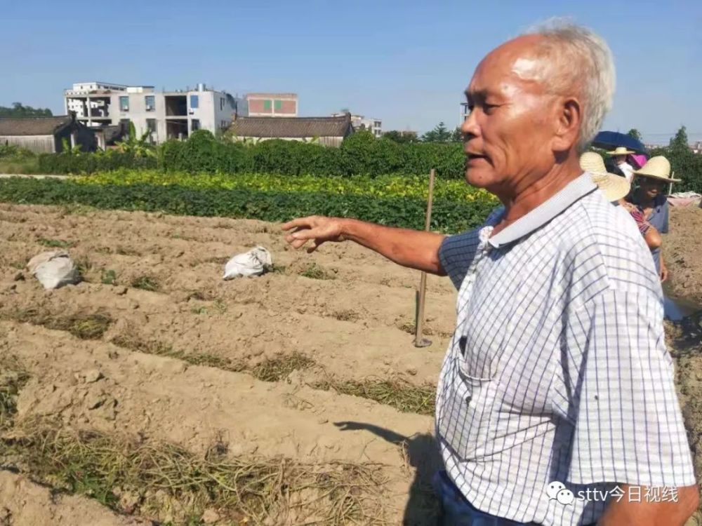 潮南农民伯伯收成泡汤了