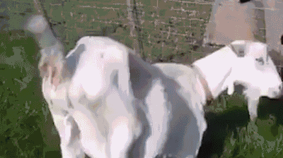 想要拥有健康饮食的我 vs 火锅,珍珠奶茶,快乐水