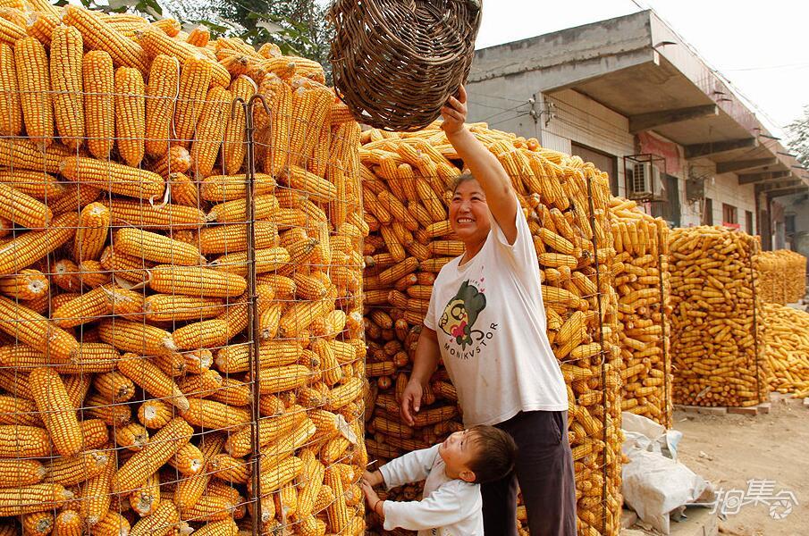 金灿灿的玉米棒子摞得比人高,丰收的喜悦挂在农民的脸上.