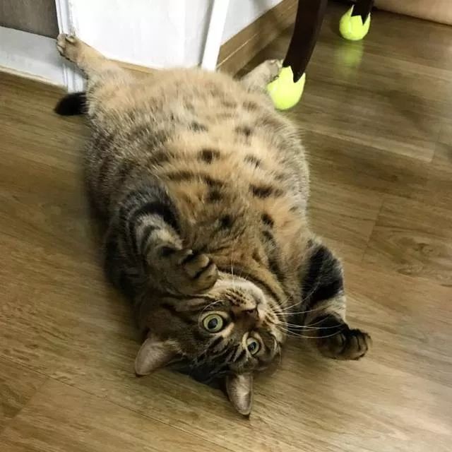 明明狸花猫,奶牛猫也很胖