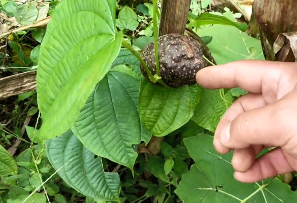 这种田间地头常见的植物,果实形似土豆,加工成药材价格不便宜