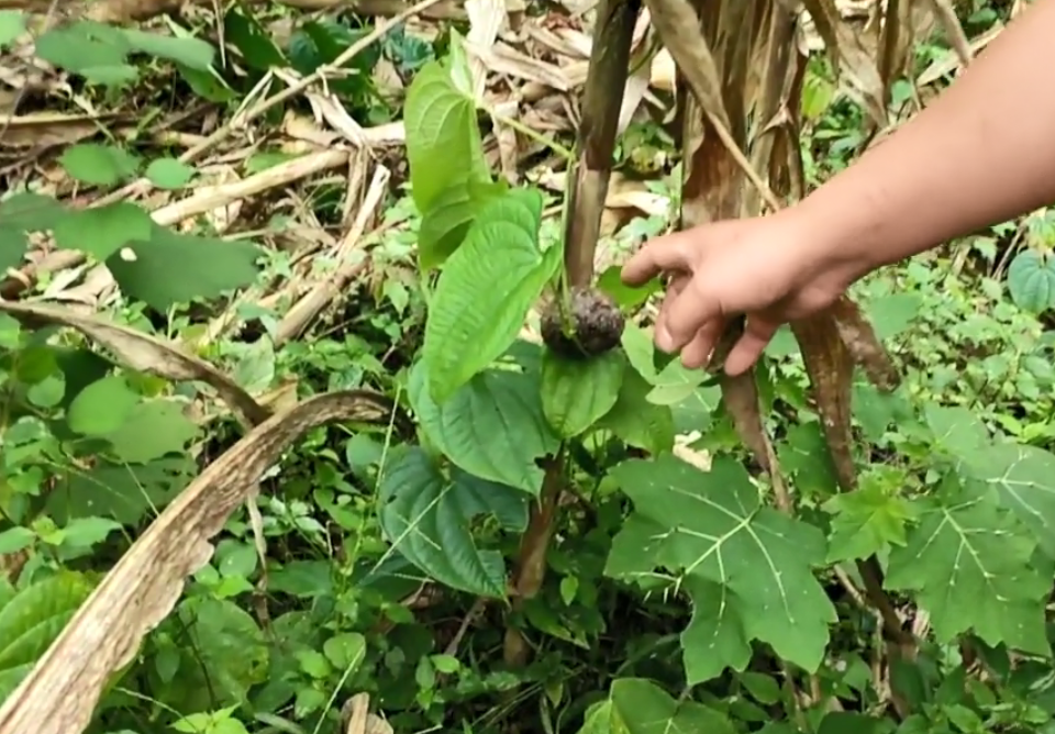 农村,植物,药材,黄独,黄药子