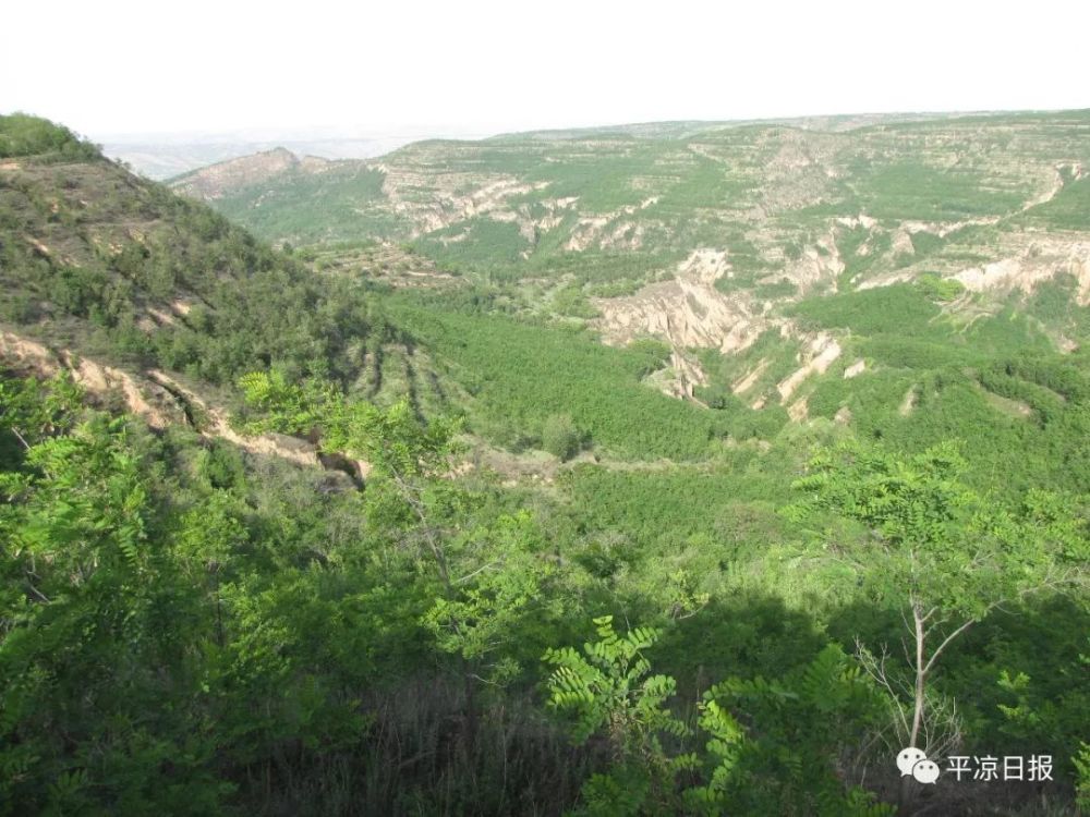 甘肃,平凉,林业局,泾川县