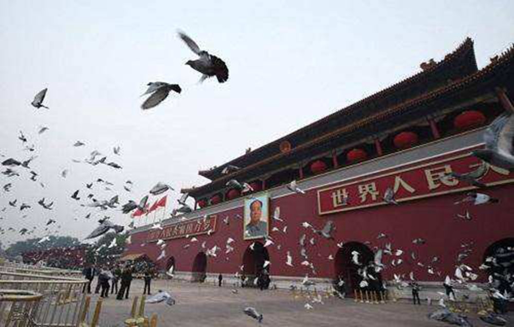 哪去了,国庆阅兵,阅兵式,阅兵仪式,鸽子
