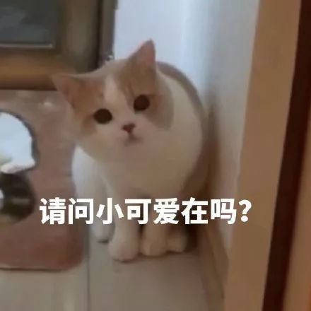 萌猫咪表情包 02期-看点快报