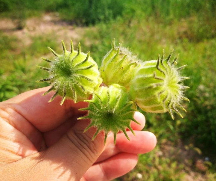 野生植物,茼麻,麻绳,药用价值,秋分
