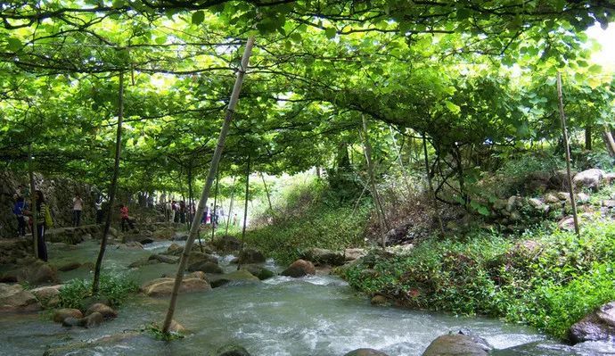 福安溪塔村葡萄沟