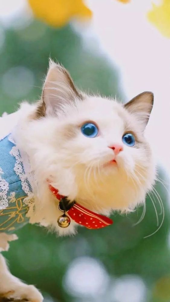 猫咪壁纸高清,每天都要吸一吸可爱的小猫咪