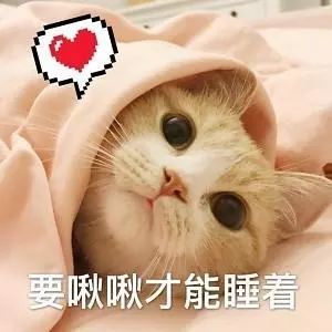 表情包:猫咪撩老公表情包