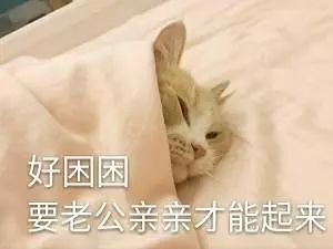 表情包:猫咪撩老公表情包