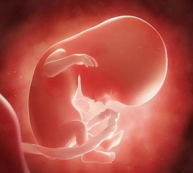 孕8-10周是胎儿畸形和胎停育高发期,5点预防措施要记牢
