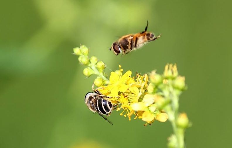 秋末养蜂,为避免蜜蜂空飞,把蜜蜂搬到阴凉处"冷冻"可行吗?