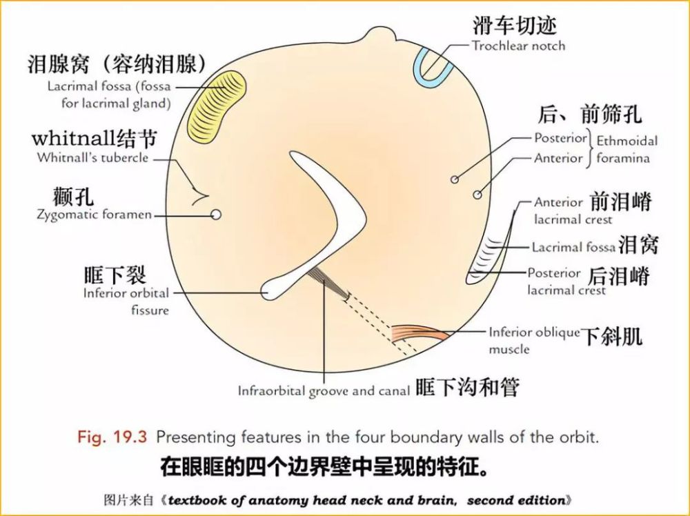 神经管是否受累的前提是能在ct上准确辨认出视神经管,眶上裂,眶下裂