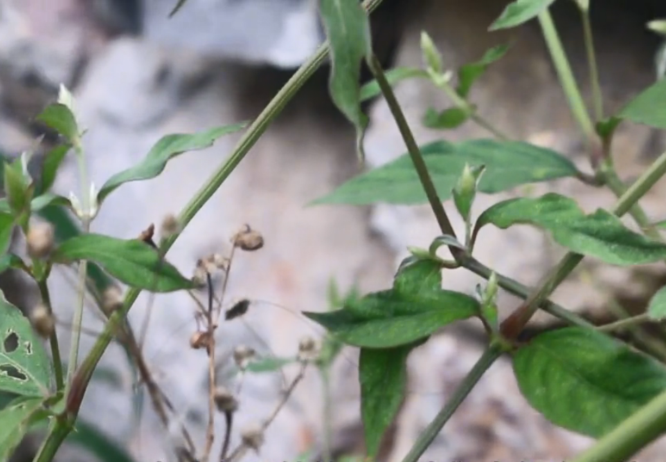 农村一种常见的"跌打"草药,根茎肿起像膝盖,有没有认识的?