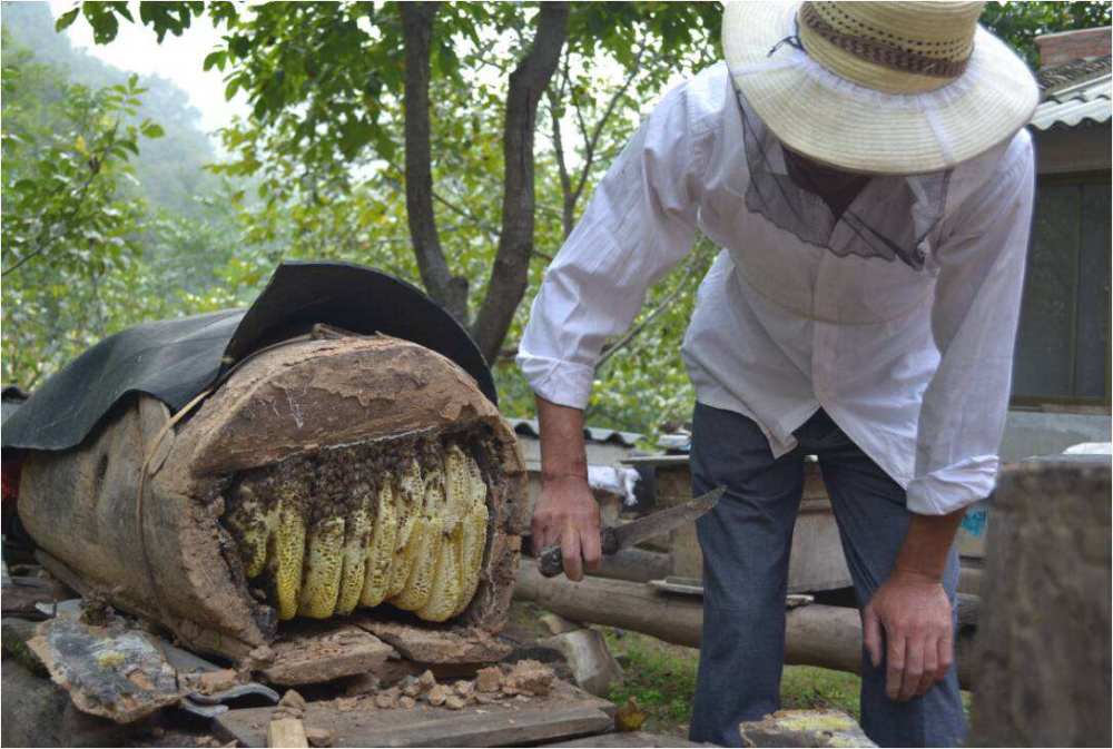 传统木桶养蜂流传这么久,为啥被活框代替,都有啥优缺点?