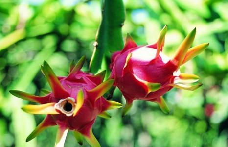 火龙果皮能吃吗?火龙果4大营养价值-兴趣部落