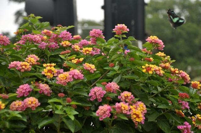 开花机器五色梅,养护注意几点,花开五色,一年四季都能