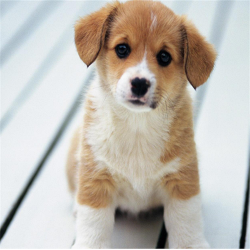 为什么狗狗会放屁,引起的原因是什么,你们知道