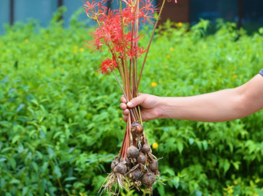 植物,彼岸花,花朵,大蒜