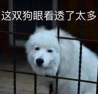 狗狗表情包:我怎么活成这副狗样