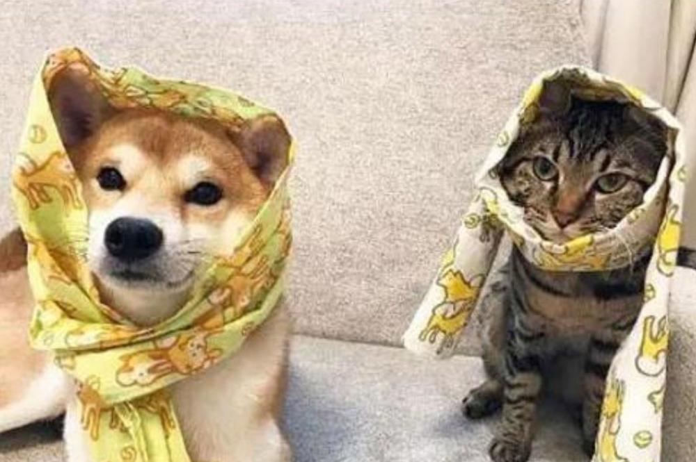 日常两小只还被铲屎官强迫穿情侣装,猫咪真是想死的心都有了.