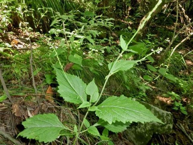 健康,药材,祛风湿,舒筋活血,消肿止痛