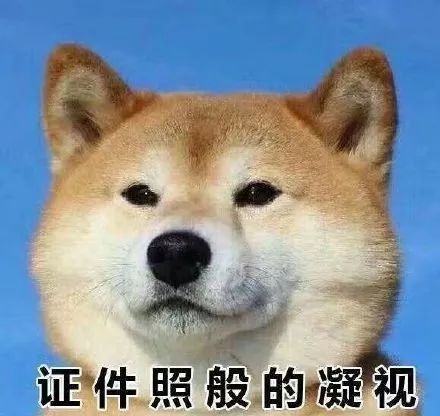 沙雕柴犬表情包
