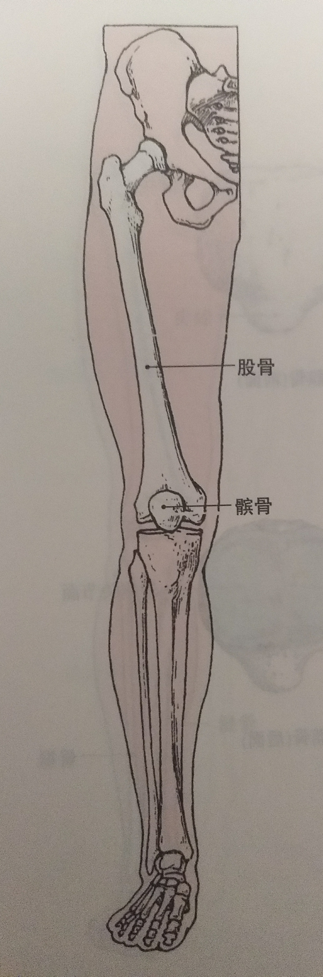 膝盖损伤:"髌骨关节痛" 恢复方案