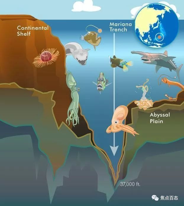 从0米到10000米,从海平面到地球最深处!海洋有多可怕?