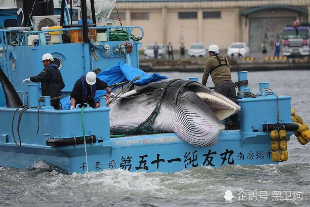 不顾全世界反对坚持捕鲸 日本人心里到底是咋想的?