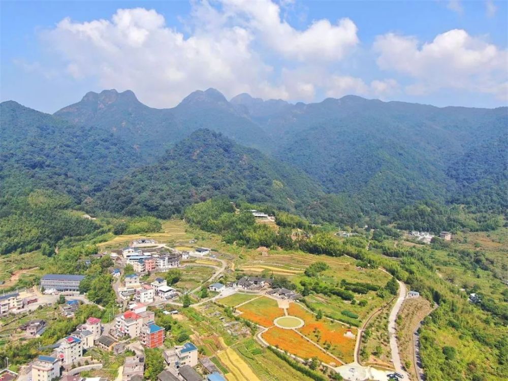 江山山塘村红色景点菊花盛开