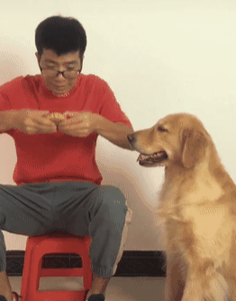 金毛:卧槽,无情!