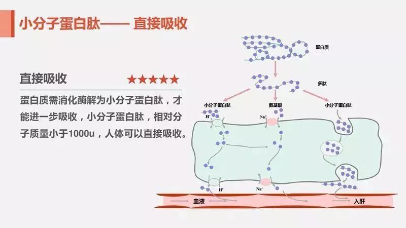 活性肽自身具有极强的活性和能量,因此,它在被人体吸收时,不是人体要