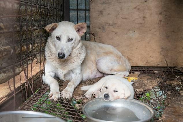 韩国吃狗肉风俗转变?90只犬获救,7只将送往英国安置