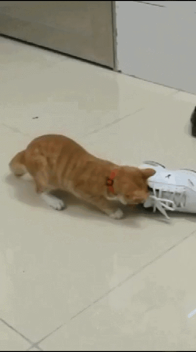 对于其它猫来说 如此宽阔的栏杆 钻过去轻而易举 而橘猫··· 不过橘