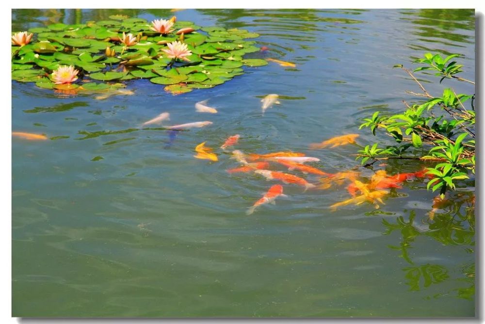 《池塘里,鱼来鱼往》文:肖建国-湖南总社