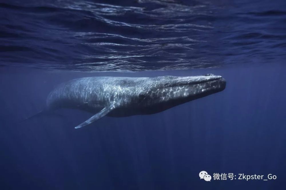 鲸分为须鲸(baleen whale)和齿鲸(toothed whale)两类; 蓝鲸(blue