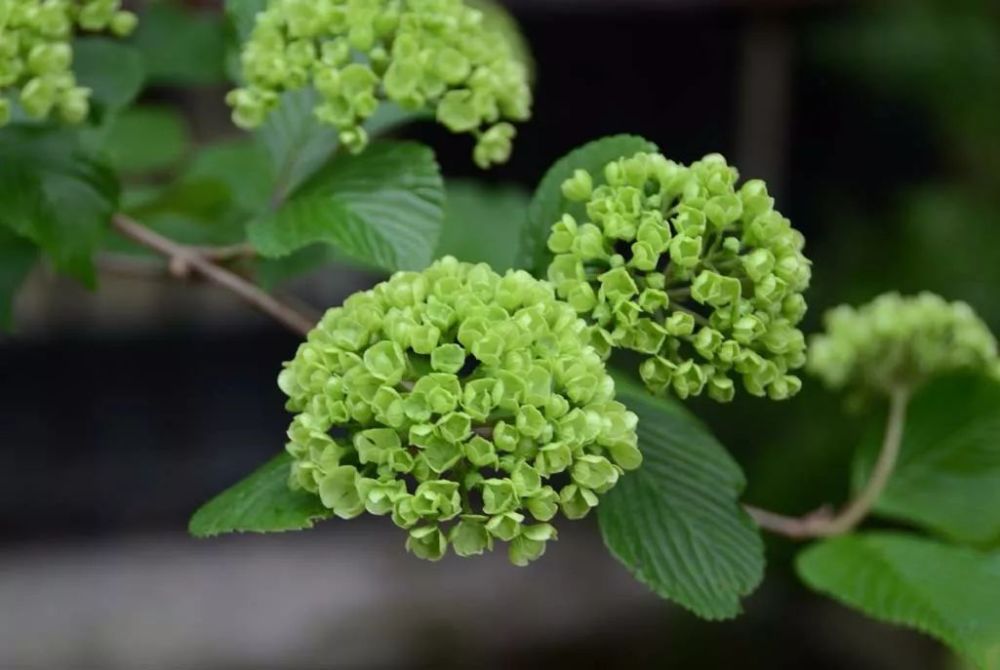 这种植物花朵叶子特像绣球花,能长四五米高,花朵特好看