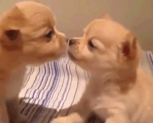 狗狗接吻的时候,心里到底在想啥?