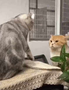 两只英短猫打架,结果大橘被