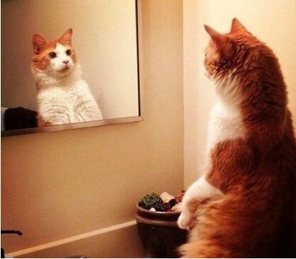 猫主子喵星人,猫咪害怕镜子吗,猫咪照镜子反应,猫咪奇葩搞笑