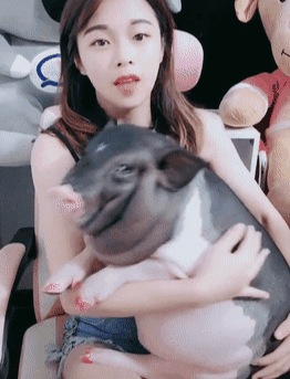 美女抱着一头猪在直播,当它动了一下的时候,在场观众沸腾了!