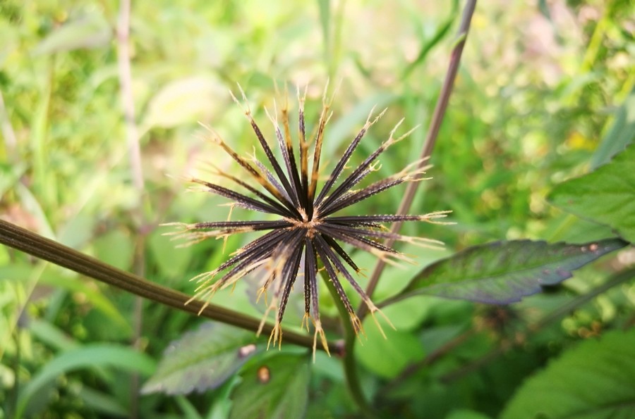 这草的中文名叫"鬼针草",别名叫鬼钗草,虾钳草,蟹钳草,对叉草,粘人草