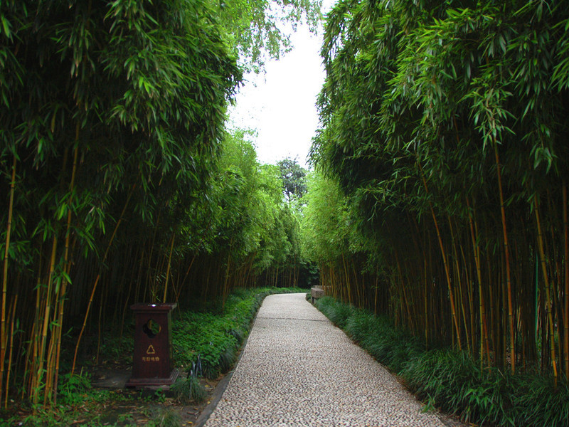 竹园自然少不了竹子,个园的竹子有几十个品种.
