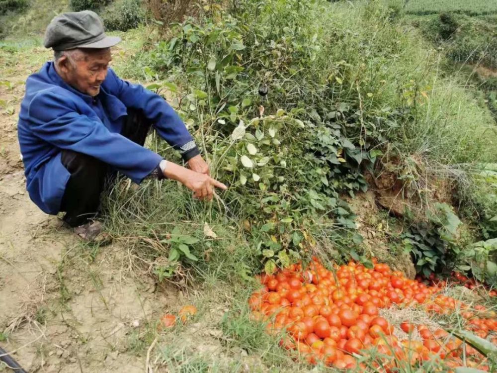 攀枝花5000万斤番茄面临滞销,七旬老农无奈落泪,恳请您帮忙转发助力